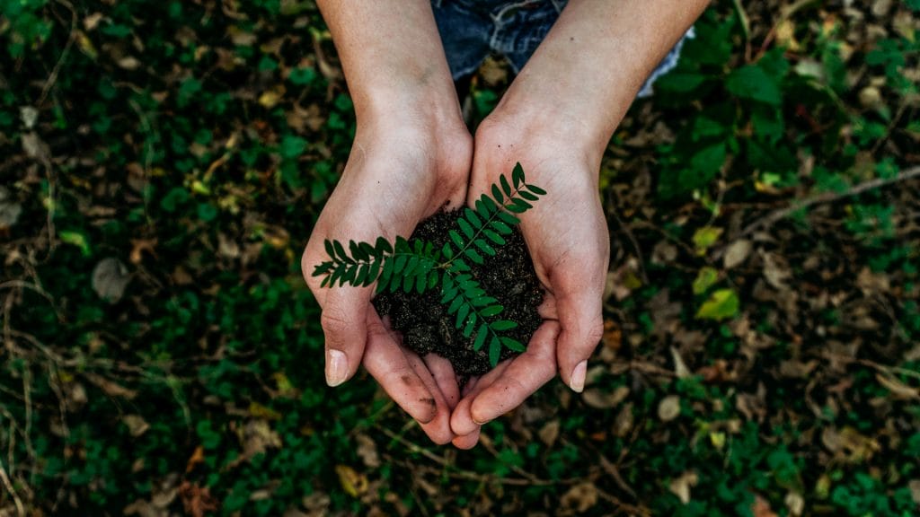 Two female hands holding a small plant_1920x1080px