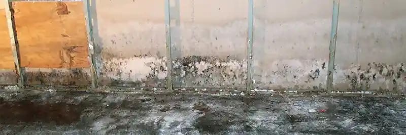 mold-on-wall