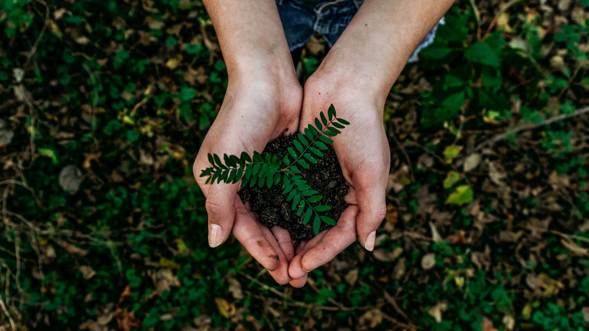 Deux mains féminines tiennent une petite plante