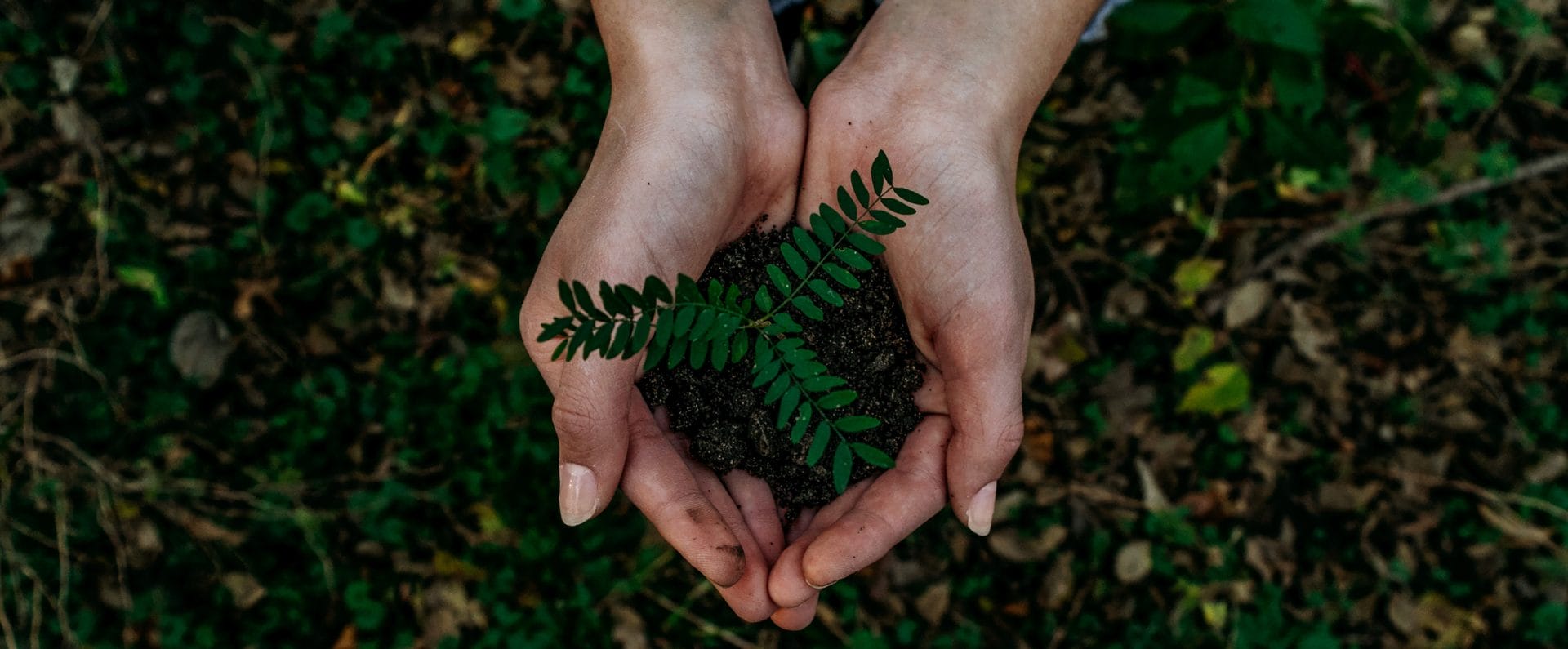 Two female hands holding a small plant