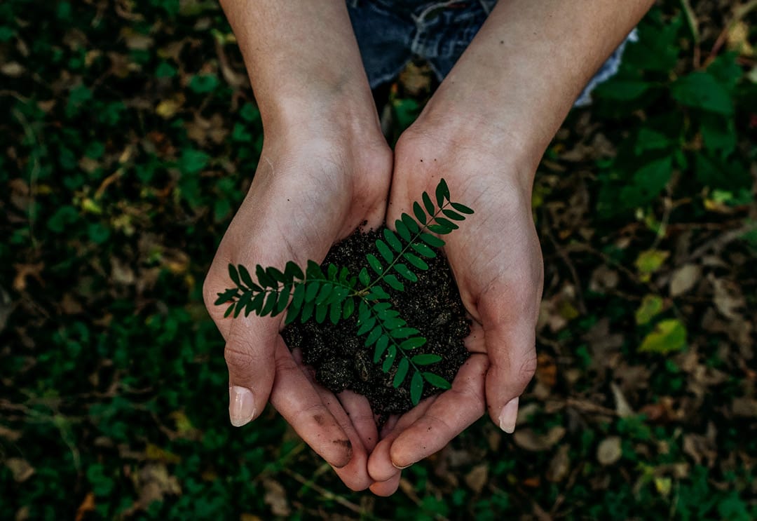 Two female hands holding a small plant