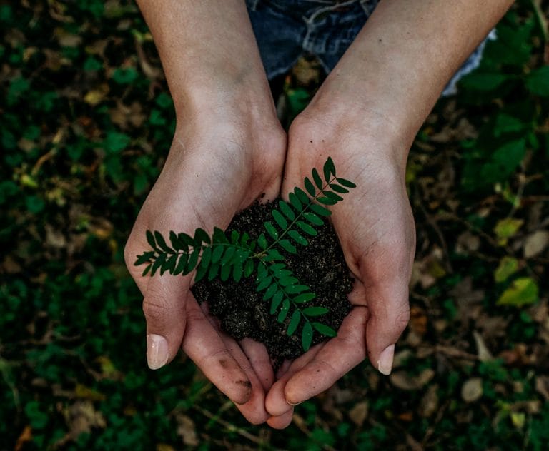 To kvinnehender holder en liten plante