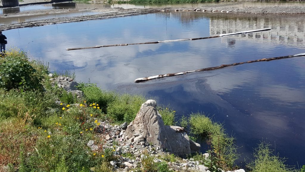 A body of water with plants surrounding it