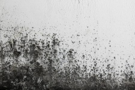 What Is Mold?  