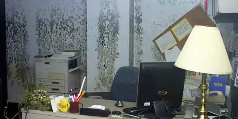 Mold in an office