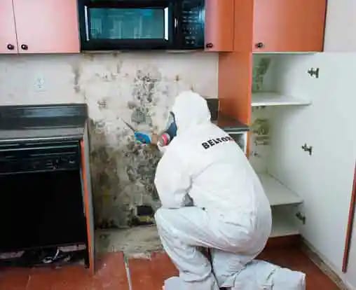 An expert inspecting a kitchen for mold